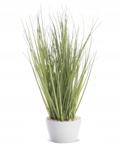 Zielona trawa roślina dekoracyjna w doniczce