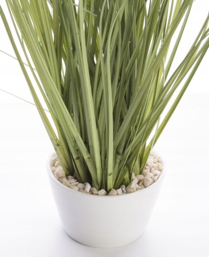 Zielona trawa roślina dekoracyjna w doniczce