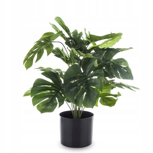 Roślina dekoracyjna kwiat monstera czarna doniczka