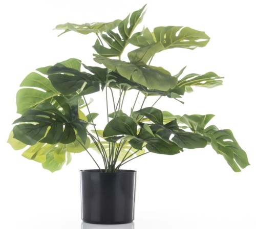 Roślina dekoracyjna kwiat monstera czarna doniczka