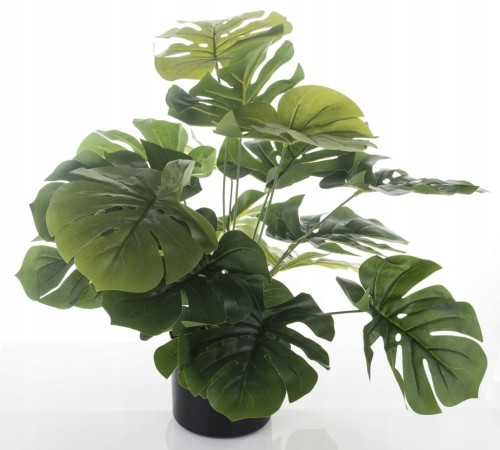 Roślina dekoracyjna kwiat monstera czarna doniczka